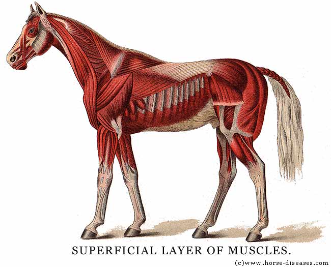 Horse muscle anatomy