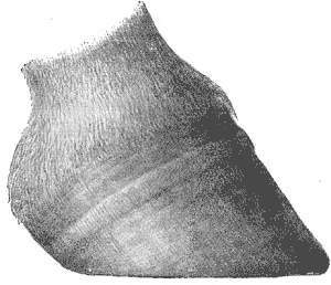 Ringed or ribbed hoof